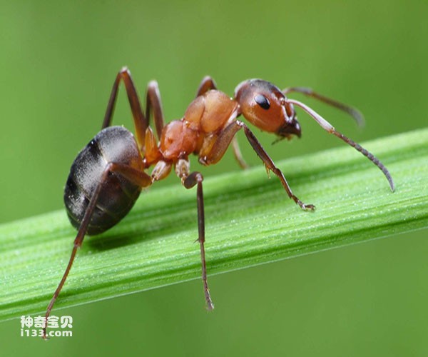 蚂蚁为什么能搬动比自己重的东西