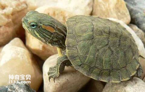 巴西龟为什么不能养？