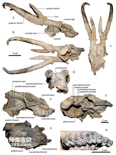 800万年前始柱角鹿头骨化石被发现
