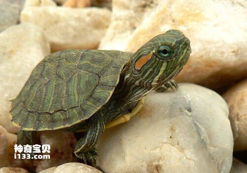 巴西龟的生活习性(生态杀手)