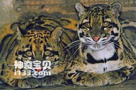 云南24种珍稀动物你知道几种？