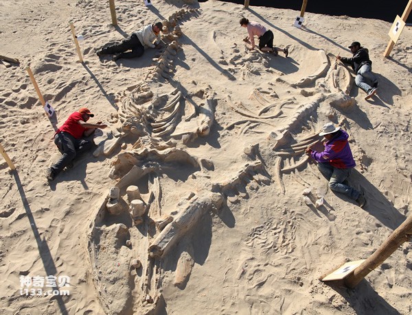 古生物学家发现海洋哺乳动物集体搁浅化石