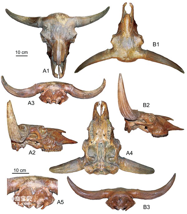 东北野牛归入草原野牛种(野牛化石)