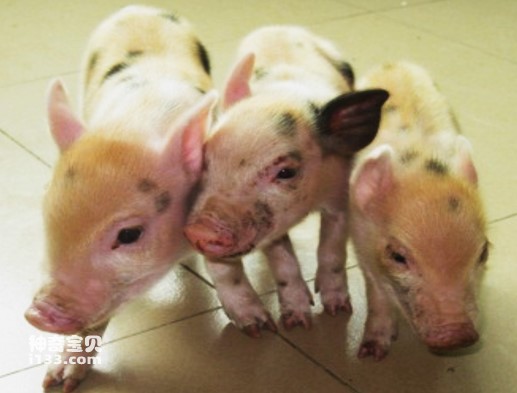 世界首例转基因小猪的巨大作用