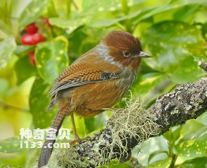 台湾特有的鸟类(不善于鸣唱的台湾斑翅鹛)