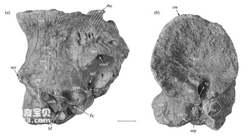 柴达木兽化石在临夏盆地发现