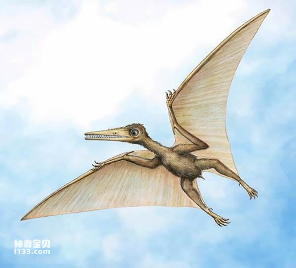 最古老的翼龙先驱藏龙目化石(最大的飞行生物)