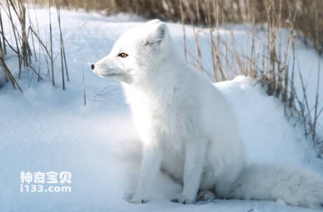 北极狐的起源及由来(来自青藏高原的邱氏狐)