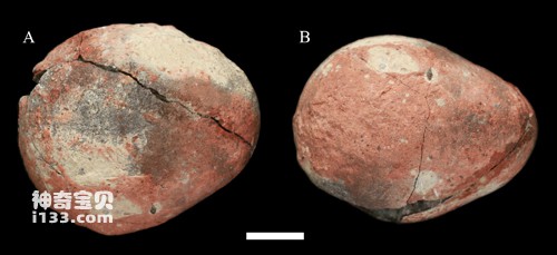 恐龙蛋化石在浙江天台盆地发现