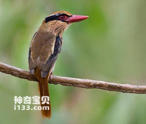 苏拉蓝耳翠鸟