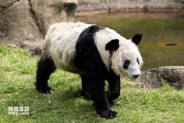 大熊猫“丫丫”旅美启程回国