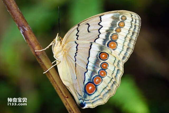 生活常见的十大蝴蝶种类