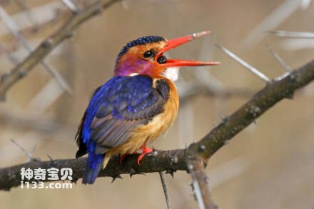 粉颊小翠鸟