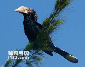 银颊噪犀鸟