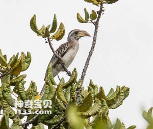 苍白弯嘴犀鸟