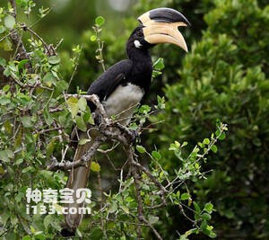 印度冠斑犀鸟