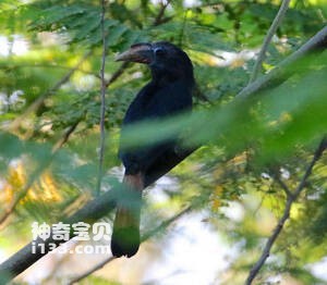 棉兰老岛犀鸟