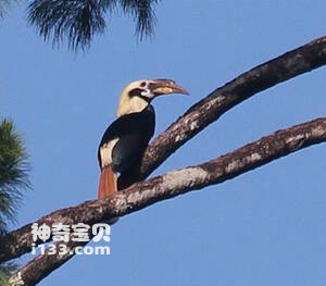 萨马岛犀鸟