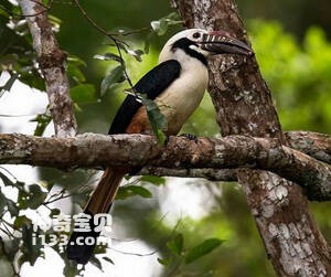 米沙鄢犀鸟