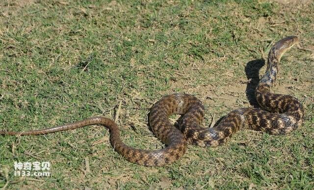 国内常见无毒蛇类排名，中国十大没有毒的蛇
