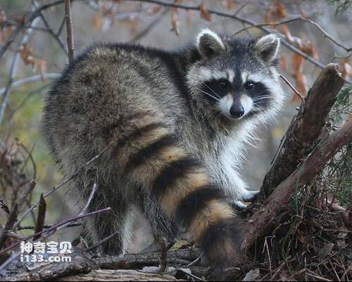 猫獾是什么动物