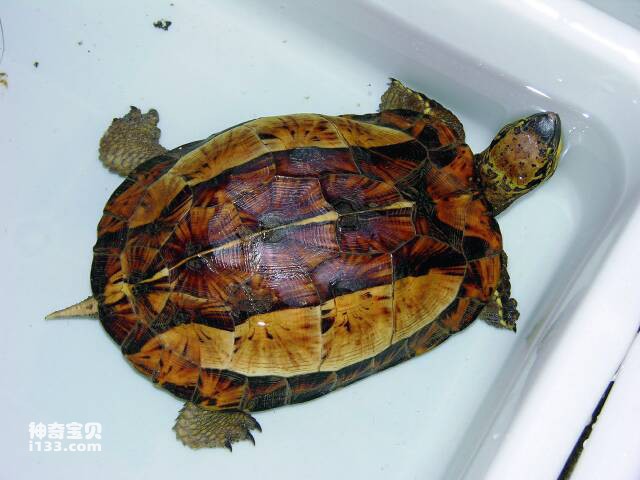世界十大最漂亮的龟类