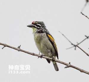 红额钟声拟䴕