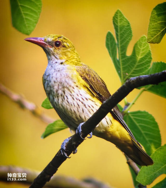 鸟是什么动物