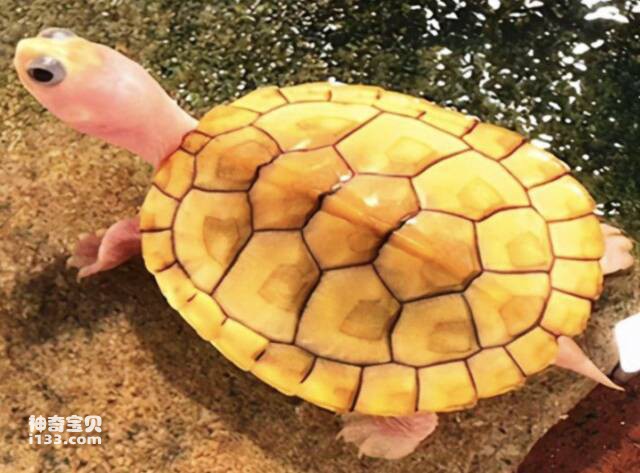 草龟龟壳变黄了是怎么回事