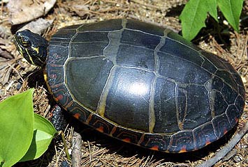 东锦龟和西锦龟是深水龟吗