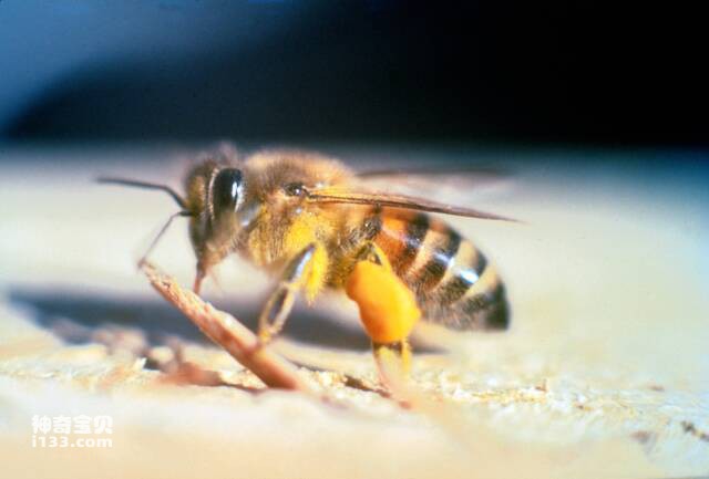 世界上十大毒性最强的蜂，第一名已经杀死1000多人