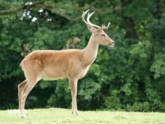 世界十大珍稀鹿科动物排名，哪种鹿最稀有
