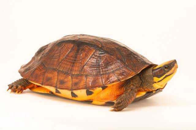 全球十大最贵的乌龟，第一名堪称会移动的金锭
