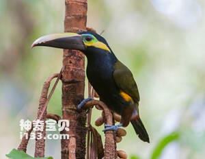 黄耳小巨嘴鸟