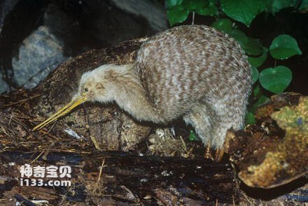 小斑几维鸟