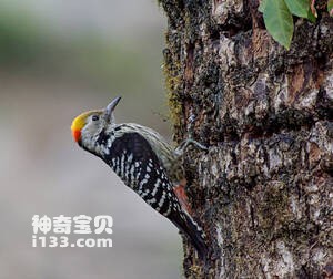 褐额啄木鸟