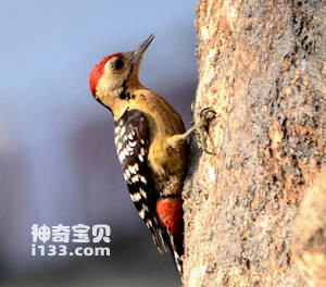 纹胸啄木鸟