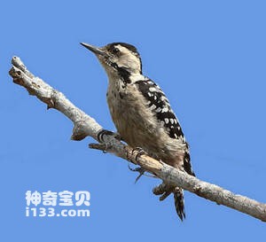 雀斑胸啄木鸟