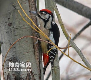 喜马拉雅啄木鸟