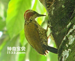 褐耳啄木鸟