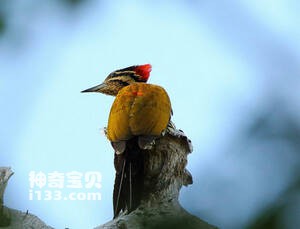 斑喉三趾啄木鸟