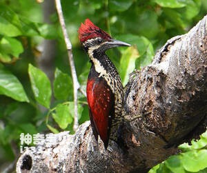 红背三趾啄木鸟