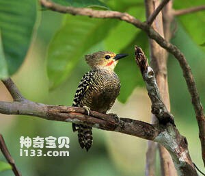 黄腰斑啄木鸟