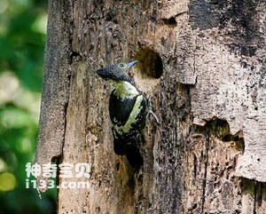 黑棕斑啄木鸟