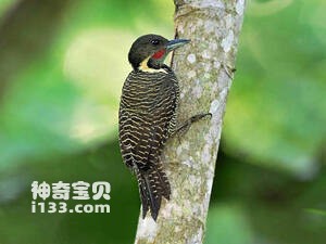 黄颈斑啄木鸟