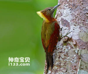 斑喉绿啄木鸟