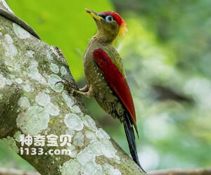 红翅绿啄木鸟