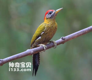 斑胸绿啄木鸟