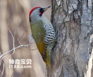 日本绿啄木鸟