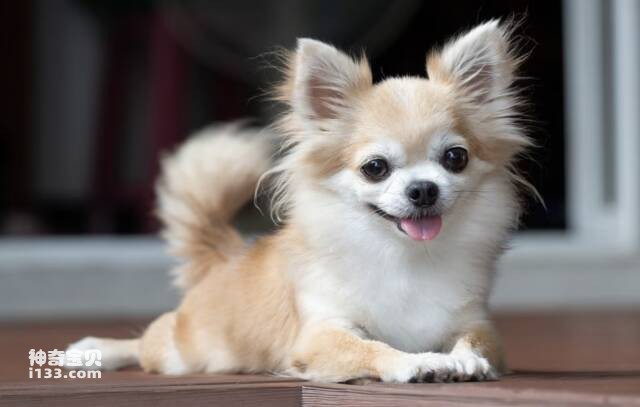 世界十大可爱小型犬排名，小巧玲珑萌翻众人